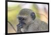 Botswana. Chobe National Park. Vervet Monkey Looking Pensive-Inger Hogstrom-Framed Photographic Print