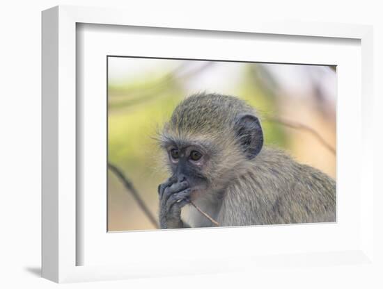 Botswana. Chobe National Park. Vervet Monkey Looking Pensive-Inger Hogstrom-Framed Photographic Print