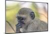 Botswana. Chobe National Park. Vervet Monkey Looking Pensive-Inger Hogstrom-Mounted Photographic Print