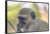 Botswana. Chobe National Park. Vervet Monkey Looking Pensive-Inger Hogstrom-Framed Stretched Canvas