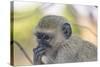 Botswana. Chobe National Park. Vervet Monkey Looking Pensive-Inger Hogstrom-Stretched Canvas