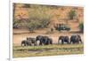 Botswana. Chobe National Park-Inger Hogstrom-Framed Photographic Print