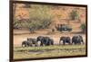 Botswana. Chobe National Park-Inger Hogstrom-Framed Photographic Print