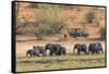 Botswana. Chobe National Park-Inger Hogstrom-Framed Stretched Canvas