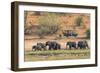 Botswana. Chobe National Park-Inger Hogstrom-Framed Photographic Print