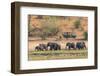 Botswana. Chobe National Park-Inger Hogstrom-Framed Photographic Print