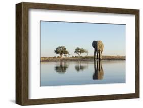 Botswana, Chobe NP, African Elephant at Water Hole in Savuti Marsh-Paul Souders-Framed Photographic Print