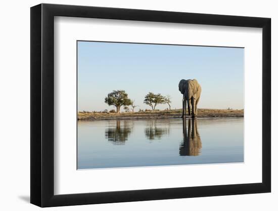 Botswana, Chobe NP, African Elephant at Water Hole in Savuti Marsh-Paul Souders-Framed Photographic Print