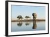 Botswana, Chobe NP, African Elephant at Water Hole in Savuti Marsh-Paul Souders-Framed Photographic Print