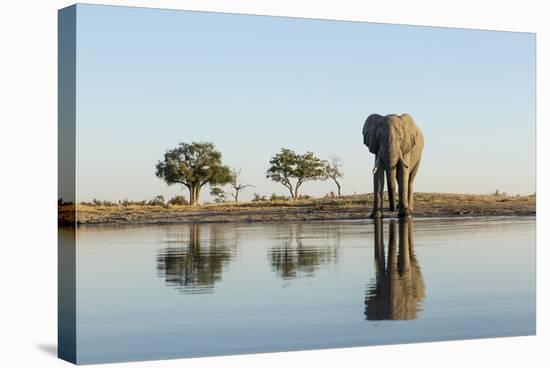 Botswana, Chobe NP, African Elephant at Water Hole in Savuti Marsh-Paul Souders-Stretched Canvas