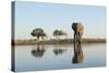 Botswana, Chobe NP, African Elephant at Water Hole in Savuti Marsh-Paul Souders-Stretched Canvas