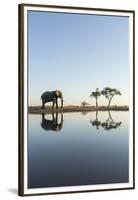 Botswana, Chobe NP, African Elephant at Water Hole in Savuti Marsh-Paul Souders-Framed Premium Photographic Print