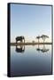 Botswana, Chobe NP, African Elephant at Water Hole in Savuti Marsh-Paul Souders-Framed Stretched Canvas