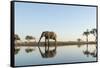 Botswana, Chobe NP, African Elephant at Water Hole in Savuti Marsh-Paul Souders-Framed Stretched Canvas