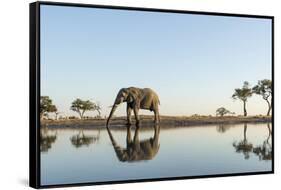 Botswana, Chobe NP, African Elephant at Water Hole in Savuti Marsh-Paul Souders-Framed Stretched Canvas