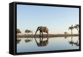 Botswana, Chobe NP, African Elephant at Water Hole in Savuti Marsh-Paul Souders-Framed Stretched Canvas