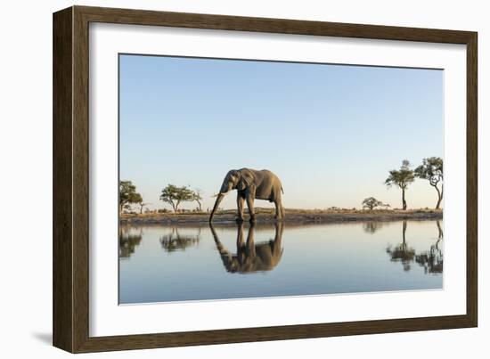 Botswana, Chobe NP, African Elephant at Water Hole in Savuti Marsh-Paul Souders-Framed Photographic Print