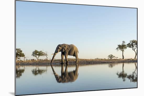 Botswana, Chobe NP, African Elephant at Water Hole in Savuti Marsh-Paul Souders-Mounted Photographic Print