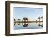 Botswana, Chobe NP, African Elephant at Water Hole in Savuti Marsh-Paul Souders-Framed Photographic Print