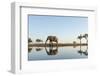 Botswana, Chobe NP, African Elephant at Water Hole in Savuti Marsh-Paul Souders-Framed Photographic Print