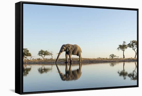 Botswana, Chobe NP, African Elephant at Water Hole in Savuti Marsh-Paul Souders-Framed Stretched Canvas