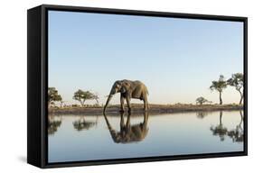 Botswana, Chobe NP, African Elephant at Water Hole in Savuti Marsh-Paul Souders-Framed Stretched Canvas