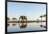 Botswana, Chobe NP, African Elephant at Water Hole in Savuti Marsh-Paul Souders-Framed Photographic Print