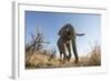 Botswana, Chobe NP, African Elephant Walking on a Path in Savuti Marsh-Paul Souders-Framed Photographic Print