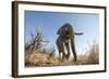 Botswana, Chobe NP, African Elephant Walking on a Path in Savuti Marsh-Paul Souders-Framed Photographic Print