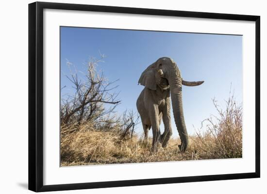 Botswana, Chobe NP, African Elephant Walking on a Path in Savuti Marsh-Paul Souders-Framed Photographic Print