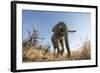 Botswana, Chobe NP, African Elephant Walking on a Path in Savuti Marsh-Paul Souders-Framed Photographic Print