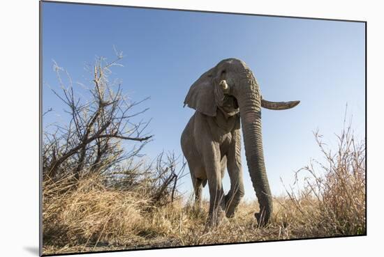 Botswana, Chobe NP, African Elephant Walking on a Path in Savuti Marsh-Paul Souders-Mounted Photographic Print