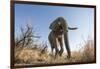 Botswana, Chobe NP, African Elephant Walking on a Path in Savuti Marsh-Paul Souders-Framed Premium Photographic Print