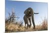 Botswana, Chobe NP, African Elephant Walking on a Path in Savuti Marsh-Paul Souders-Mounted Premium Photographic Print