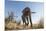 Botswana, Chobe NP, African Elephant Walking on a Path in Savuti Marsh-Paul Souders-Mounted Premium Photographic Print