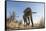 Botswana, Chobe NP, African Elephant Walking on a Path in Savuti Marsh-Paul Souders-Framed Stretched Canvas