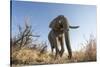 Botswana, Chobe NP, African Elephant Walking on a Path in Savuti Marsh-Paul Souders-Stretched Canvas