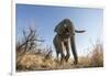 Botswana, Chobe NP, African Elephant Walking on a Path in Savuti Marsh-Paul Souders-Framed Photographic Print