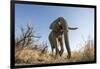 Botswana, Chobe NP, African Elephant Walking on a Path in Savuti Marsh-Paul Souders-Framed Photographic Print