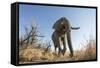 Botswana, Chobe NP, African Elephant Walking on a Path in Savuti Marsh-Paul Souders-Framed Stretched Canvas