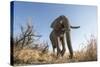 Botswana, Chobe NP, African Elephant Walking on a Path in Savuti Marsh-Paul Souders-Stretched Canvas