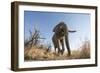 Botswana, Chobe NP, African Elephant Walking on a Path in Savuti Marsh-Paul Souders-Framed Photographic Print