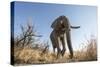 Botswana, Chobe NP, African Elephant Walking on a Path in Savuti Marsh-Paul Souders-Stretched Canvas