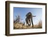 Botswana, Chobe NP, African Elephant Walking on a Path in Savuti Marsh-Paul Souders-Framed Photographic Print