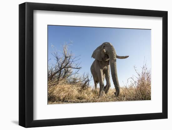 Botswana, Chobe NP, African Elephant Walking on a Path in Savuti Marsh-Paul Souders-Framed Photographic Print