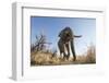 Botswana, Chobe NP, African Elephant Walking on a Path in Savuti Marsh-Paul Souders-Framed Photographic Print