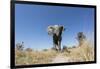 Botswana, Chobe NP, African Elephant Walking on a Path in Savuti Marsh-Paul Souders-Framed Photographic Print