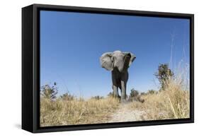 Botswana, Chobe NP, African Elephant Walking on a Path in Savuti Marsh-Paul Souders-Framed Stretched Canvas