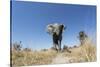 Botswana, Chobe NP, African Elephant Walking on a Path in Savuti Marsh-Paul Souders-Stretched Canvas