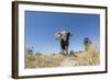 Botswana, Chobe NP, African Elephant Walking on a Path in Savuti Marsh-Paul Souders-Framed Photographic Print